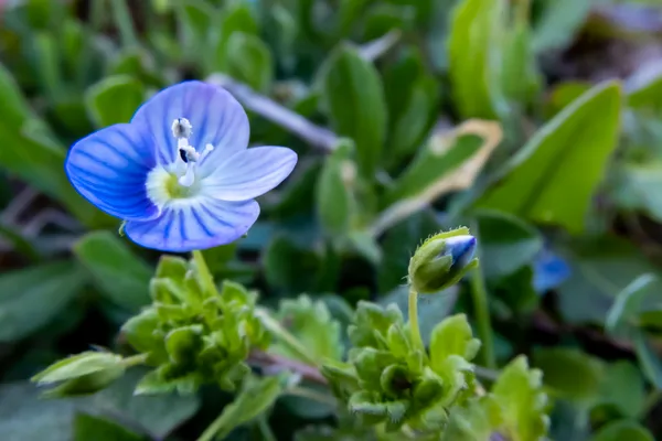 小さなオオイヌノフグリをマクロ撮影　